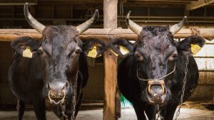 牛舎を活用した自己託送事例